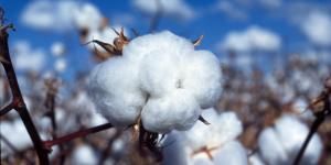 Βαμβάκι: Τέλος ή μια νέα Αρχή; Η ώρα της αλήθειας για τον «λευκό χρυσό»