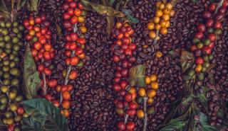 Παγετός, ξηρασία και «Λα Νίνια» απειλούν τις σοδειές του καφέ - Τι συμβαίνει με την τιμή