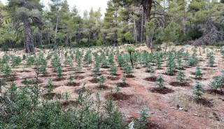 Ρέθυμνο: Σύλληψη για καλλιέργεια δενδρυλλίων κάνναβης