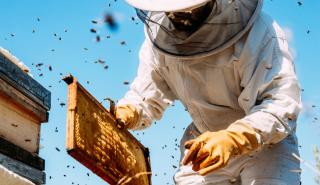 Ο όμιλος Ηρακλής στηρίζει τη βιώσιμη ανάκαμψη της μελισσοκομίας στη Β. Εύβοια