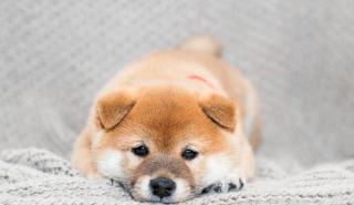 Shiba Inu: Ξεπέρασε το Dogecoin και μπήκε στο top-10 των crypto με μεγαλύτερη αξία