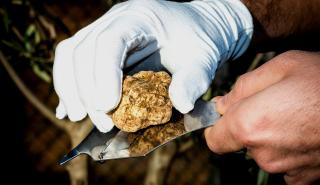 Λευκή τρούφα: Σε μεγάλη έλλειψη ο «λευκός χρυσός» της παγκόσμιας γαστρονομίας