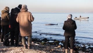 Μία μικρή φάλαινα φυσητήρας εξόκειλε στην παραλία Αλίμου - Σε εξέλιξη επιχείρηση διάσωσης