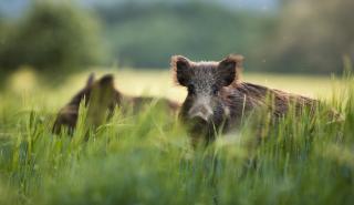 Πάνω από 400.000 τα αγριογούρουνα στην Ελλάδα