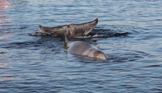 Σαλαμίνα: Νεκρή εντοπίστηκε η ραμφοφάλαινα που είχε εμφανιστεί στα παράλια της Αττικής