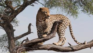 Ιράν: Μια λεοπάρδαλη σκοτώθηκε από πυρά αφότου επιτέθηκε σε έναν αστυνομικό