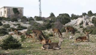 Γιώργος Αμυράς: «Δε θα επιτραπεί το κυνήγι ελαφιών στη Ρόδο»