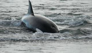 Γαλλία: Επιχείρηση διάσωσης μιας όρκας που βρέθηκε στον ποταμό Σηκουάνα