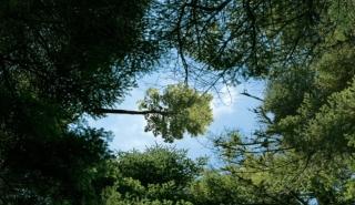 H Vodafone υλοποιεί την πρωτοβουλία Smart Forest, το πρώτο «έξυπνο» δάσος στην Ελλάδα