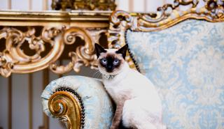 Οι 10 πιο πλούσιες γάτες του Instagram - Πόσα χρεώνουν για μία ανάρτηση