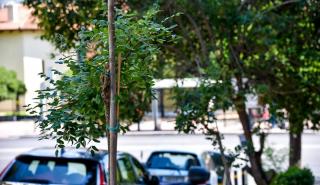 Δήμος Αθηναίων: Περισσότερα από 3.700 δέντρα προστέθηκαν μέσα σε 2,5 χρόνια στο κέντρο και τις γειτονιές