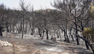ΥΠΕΝ: Αναστέλλονται οι οικονομικές δραστηριότητες στην καμένη δασική περιοχή Έβρου