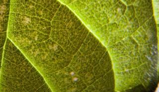 Τσουκνίδα: Μια νέα καλλιέργεια και μια νέα πηγή εναλλακτικής ίνας