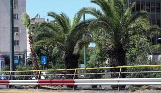 Αλλάζει όψη η Λεωφόρος Συγγρού - Φυτεύονται 300 φοίνικες