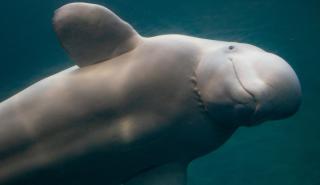 Γαλλία: Μια φάλαινα μπελούγκα εντοπίστηκε στον Σηκουάνα