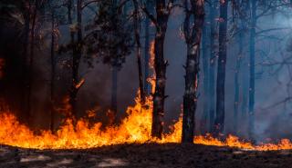 Global Forest Watch: Οι δασικές πυρκαγιές καταστρέφουν πλέον ετησίως 30 εκατ. στρέμματα