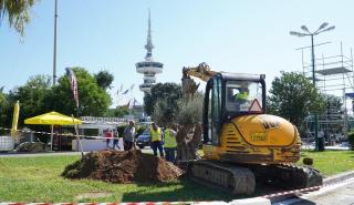 Η ΕΡΓΟΣΕ μεταφύτευσε υπεραιωνόβια ελιά στην «καρδιά» της ΔΕΘ