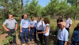 Αμυράς: Αναδάσωση με 42.500 πλατύφυλλα στο Σέιχ Σου