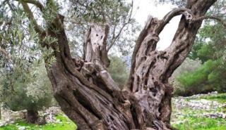 Χαρτογράφηση των υπεραιωνόβιων δέντρων στα νησιά της Δωδεκανήσου