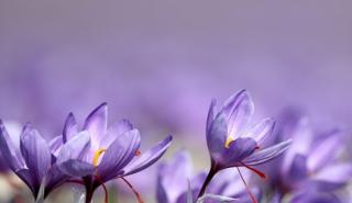 Κρόκος: Το χρυσάφι της κοζανίτικης γης