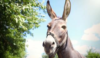 Δημιουργήθηκε το πρώτο στον κόσμο έμβρυο γαϊδάρων με εξωσωματική γονιμοποίηση