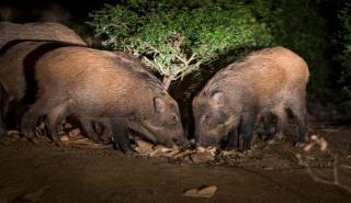 Λαμία: Περιπολίες για αγέλες από αγριόχοιρους ακόμα και στην εθνική οδό