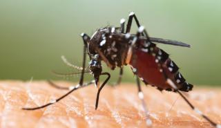 Κουνούπια «απειλούν» την Ευρώπη και τον χειμώνα - Τι ισχύει για Ελλάδα και Νότο