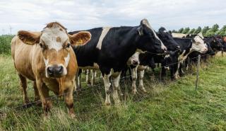 Ο Μπιλ Γκέιτς επενδύει σε startup που θέλει να μειώσει τις εκπομπές μεθανίου απο τις αγελάδες