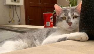 Βολιβία: Η αναζήτηση για τον χαμένο γάτο Τίτο καθηλώνει τη χώρα