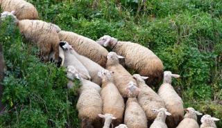 ΥΠΑΑΤ: Εξετάζει λύση για ένταξη των νεοεισερχόμενων κτηνοτρόφων στις αποζημιώσεις για τις ζωοτροφές