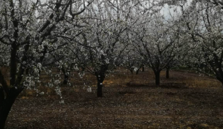 Η νίκη του Μακρόν, Ποιοι έπαιζαν τις κουμπάρες στην Βουλή, Γιατί η ΝΔ δεν άλλαξε την Τσαπαρίκου της ΡΑΣ