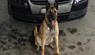 Δάγκωμα σκύλου: Πάνω από 1.600 περιστατικά αναζήτησαν ιατρική φροντίδα το 1ο εξάμηνο του 2023