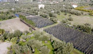 Lamda Development: Γιγάντια επιχείρηση μεταφύτευσης 3.000 δέντρων στο Ελληνικό