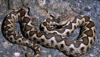 Θεσσαλονίκη: Ελεγχόμενη η κατάσταση της υγείας της 39χρονης που τη δάγκωσε οχιά σε σχολείο