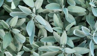 Η Αλβανία αναζητεί αλλοδαπούς εργάτες για τον κλάδο των Αρωματικών και Φαρμακευτικών φυτών