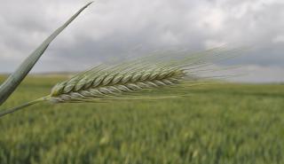 Σιταροκρίθαρο: Ενα νέο πολλά υποσχόμενο σε καταναλωτές και επαγγελματίες δημητριακό