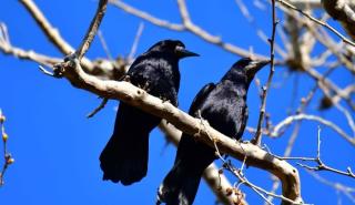 Καρδίτσα: Υπερπληθυσμός κορακοειδών κινητοποίησε την επιστημονική κοινότητα