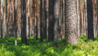 Πράσινη Συμφωνία: Σε ισχύ η νομοθεσία της ΕΕ για την καταπολέμηση της αποψίλωσης