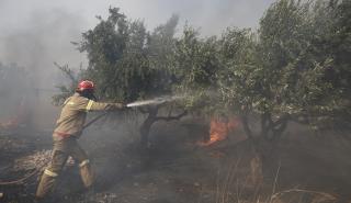 Μάχη με τις αναζωπυρώσεις σε Έβρο και Ροδόπη