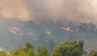 Πανεπιστήμιο Αθηνών: 135.000 στρέμματα δασικής έκτασης κάηκαν στη Ρόδο
