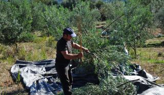 Νέοι Αγρότες: Τι απαιτεί η προκήρυξη ενός νέου προγράμματος; Εύκολη η συμμετοχή παλαιών επιλαχόντων;