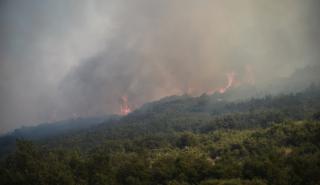 Bloomberg για πυρκαγιές στην Ελλάδα: Καίγονται οι φυσικές δεξαμενές άνθρακα της χώρας