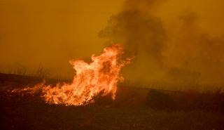 Πύρινος εφιάλτης σε πολλαπλά μέτωπα: Μαίνονται οι φωτιές σε Έβρο, Βοιωτία, Εύβοια, Καβάλα, Ροδόπη