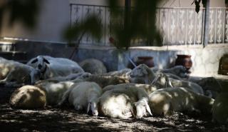 ΥΠΑΑΤ: Δύσκολη η συλλογή των νεκρών ζώων - Πάνω από το 50% χωρίς διαχείριση