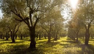 Costa Navarino: Συμμετοχή στην προσπάθεια εξάλειψης των δασικών πυρκαγιών μέσω του XPRIZE Wildfire