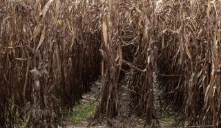 Ενεργοποίηση της κρατικής αρωγής για τις απώλειες σε φυτικό κεφάλαιο