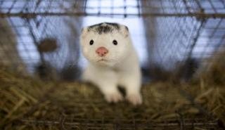 Δραστική μείωση παρουσιάζει το μινκ στη Β. Ελλάδα