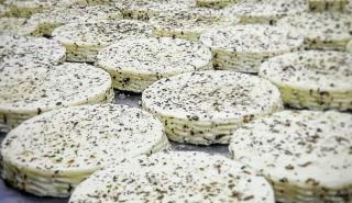 Δύο αδέλφια από τις Σέρρες παράγουν την Κερκινέλλα, το νέο λευκό τυρί από βουβαλίσιο γάλα