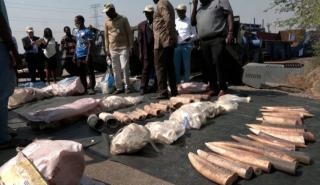 Νιγηρία: Οι αρχές κατέστρεψαν 2,5 τόνους χαυλιόδοντες αξίας 10 εκατ. ευρώ