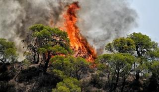 Υπό μερικό έλεγχο η πυρκαγιά στο Μαρκόπουλο Αττικής